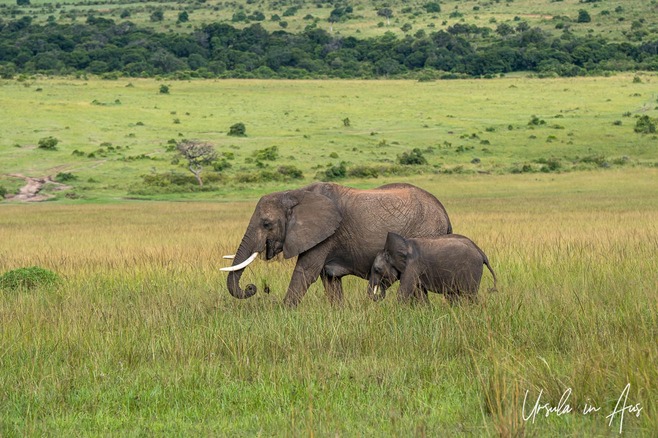 Mother and calf African bush elephant, Masai Mara Kenya 