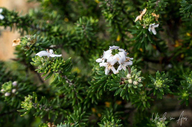 Close-up: flowers and leaves of a coastal rosemary, Mimosa Rocks National Park, NSW Australia.