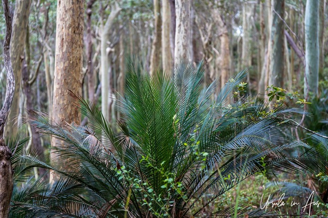 A Burrawang cycad in front of a forest of spotted gums, Mimosa Rocks National Park, NSW Australia