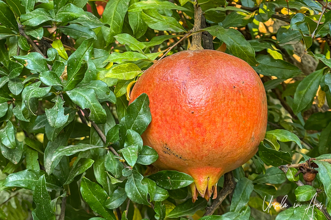 Close-up: ripe pomegranate, Natural Pension, Göynük, Türkiye.