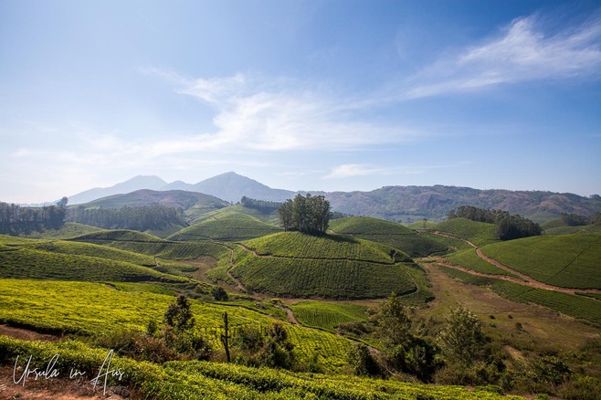 Landscape: tea plantations, Munnar, Kerala India.