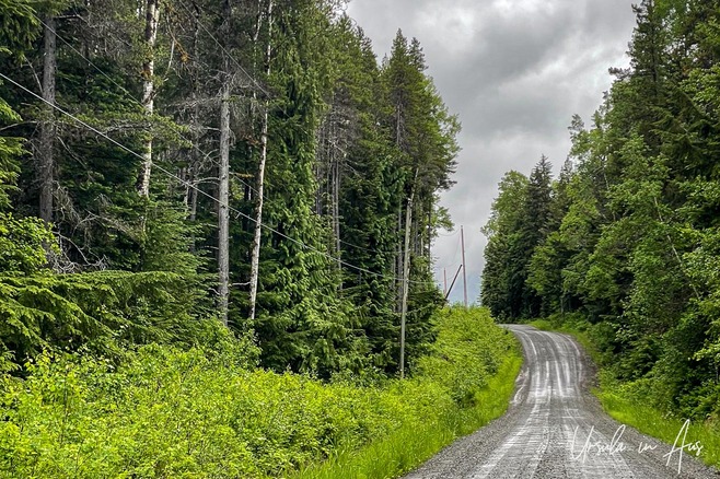Gravel and tall trees, Sand Lake Road, New Aiyansh BC Canada