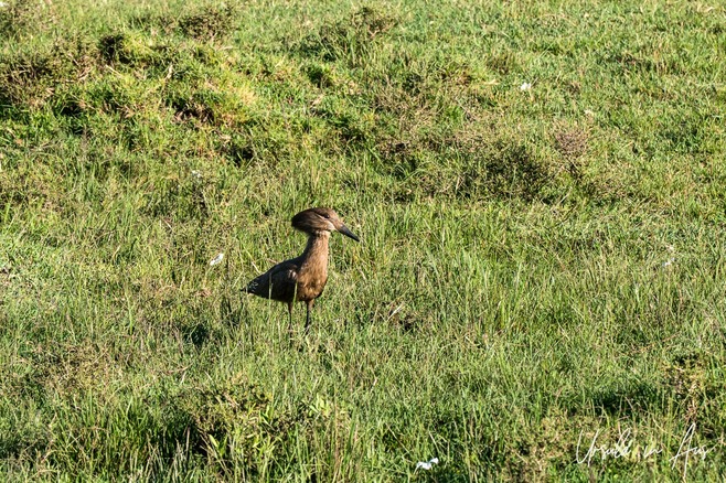 A hammerhead in green grass, Masai Mara, Kenya Africa.