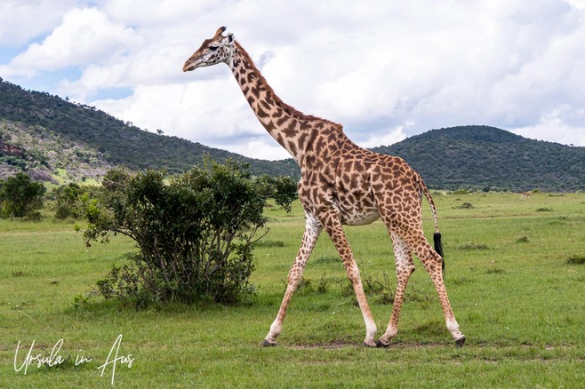 Masai giraffe striding across the landscape, Masai Mara, Kenya Africa.