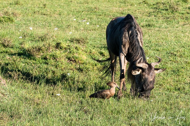 A hammerhead at the feet of a wildebeest, Masai Mara, Kenya Africa.