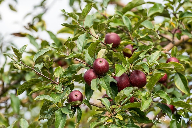 Young red apples on a tree, Jona, Switzerland.
